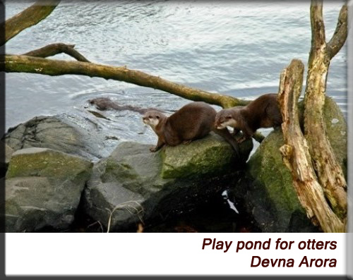 Devna Arora - Play-pond for otters